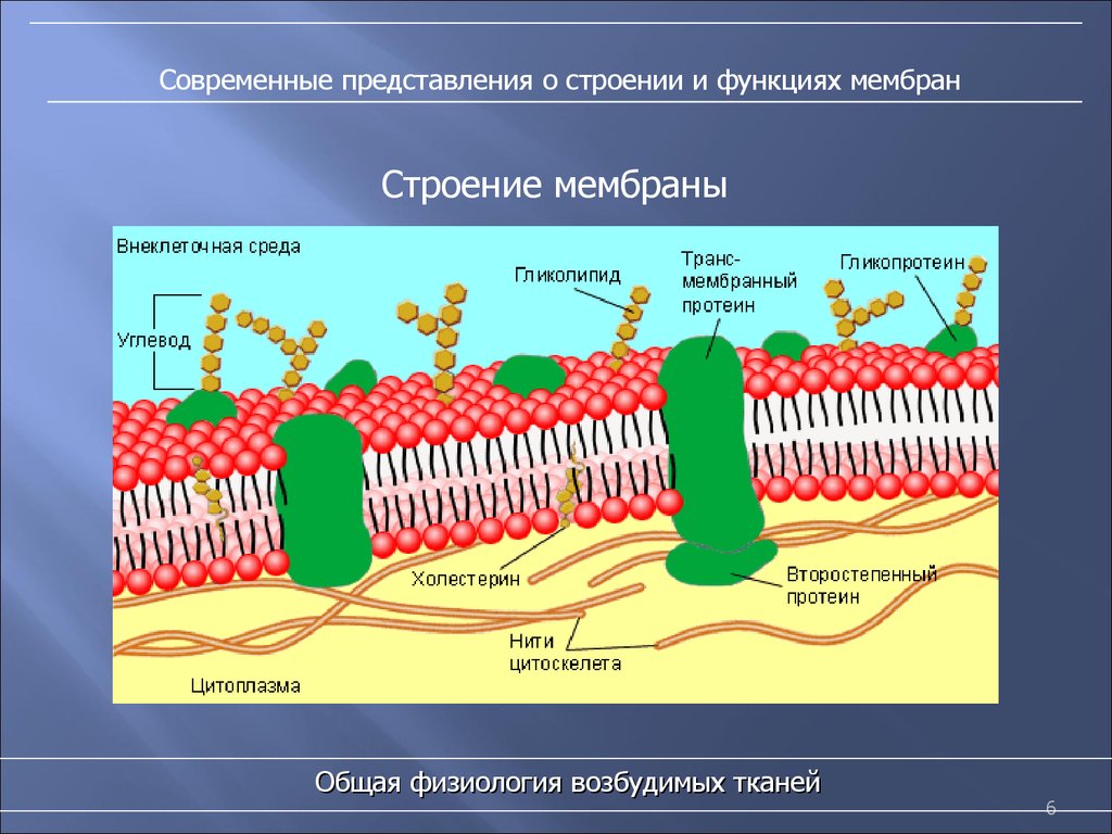 Строение мембраны. Структура клетки плазматическая мембрана. Схема строения плазматической мембраны клетки. Строение клеточной мембраны 5 класс биология. Строение клеточной мембраны физиология.