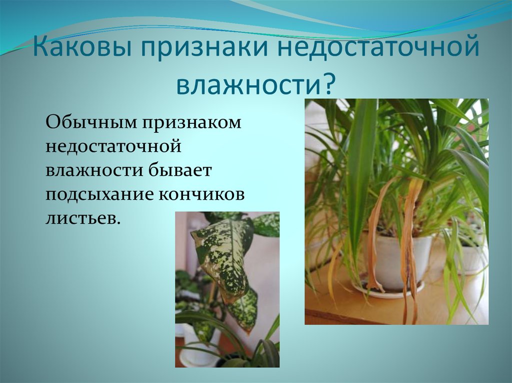 Повышенная влажность примеры. Влияние влажности на растения. Растения в повышенной влажности. Влажность для растений. Влияние влажности воздуха на живые организмы.