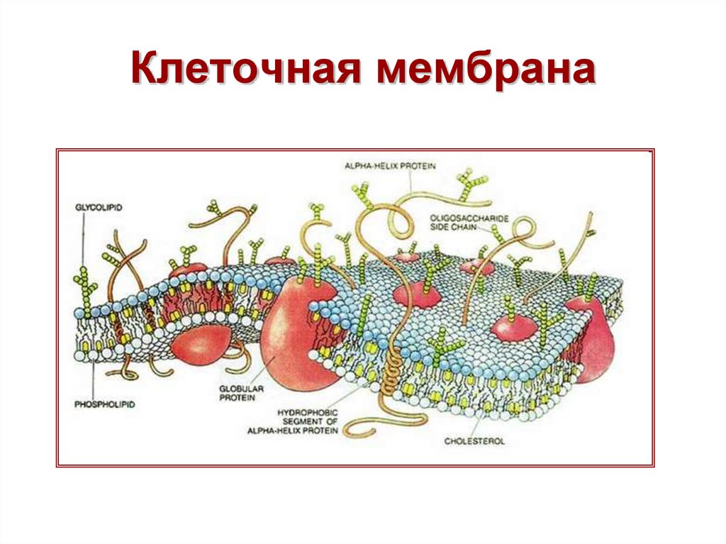 Мембрана клеток включает. Клеточная мембрана биология 9 класс презентация. Клеточная мембрана (оболочка). Мембрана клетки.