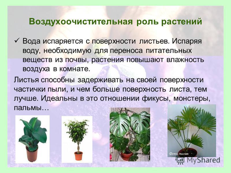 Нужна ли растению вода. Растения в повышенной влажности. Влияние влажности воздуха на растения. Опыт воздействие комнатных растений на влажность воздуха. Роль комнатных растений.