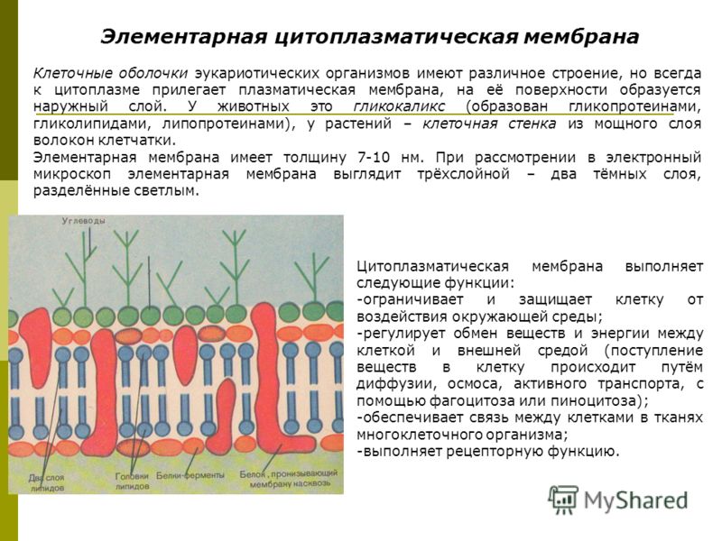 Мембрана клетки растений. Цитоплазматическая мембрана строение и функции у растений. Структура элементарной мембраны растительной клетки. Бислой цитоплазматическая мембрана. Строение цитоплазматической мембраны растительной клетки.