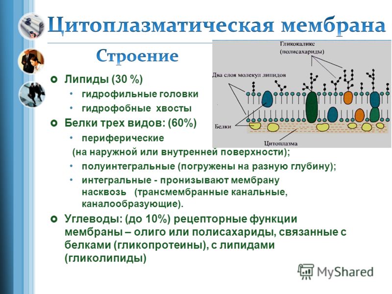 Что такое мембрана кратко и понятно