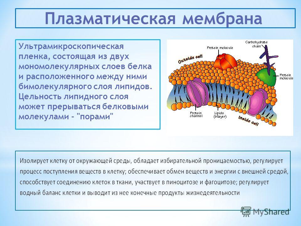 Строение плазматической мембраны. Плазматическая мембрана клетки образована преимущественно. Липиды плазматической мембраны гликолипиды. Схема строения плазматической мембраны. Плазматическая мембрана липидный слой.