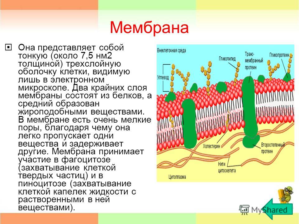 Мембрана вещества. Клеточная мембрана. Белки клеточной мембраны. Строение клеточной мембраны. Мембрана клетки состоит.