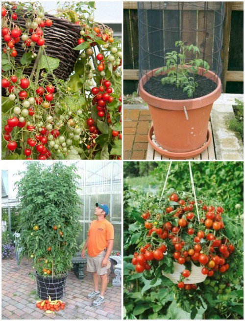 Tomatoes