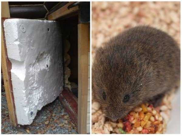 Как защитить пенопласт от мышей и крыс