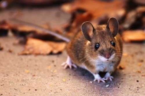 Как защитить пенопласт от мышей
