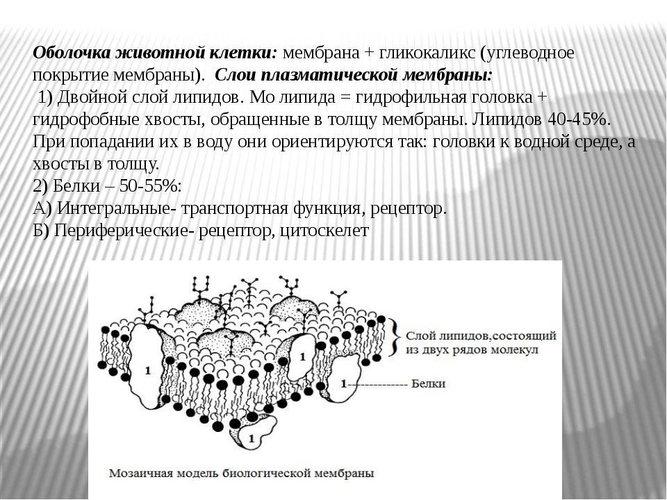 Мембрана животных. Наружная цитоплазматическая мембрана строение и функции. Клеточная мембрана гликокаликс. Мембрана клетки гликокаликс. Строение наружной цитоплазматической мембраны гликокаликс.