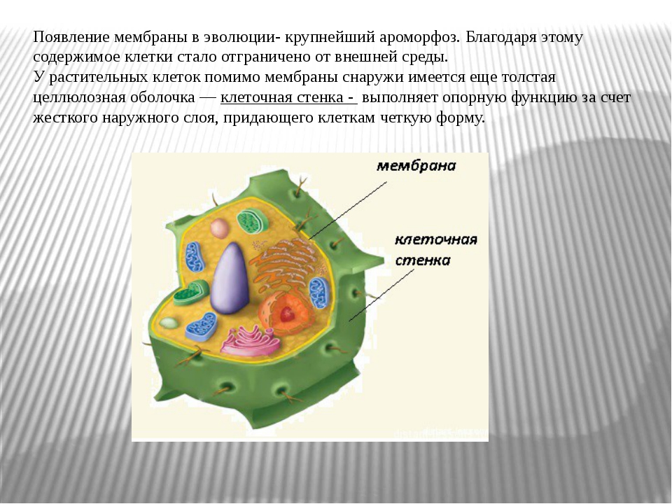 Клеточные стенки содержащие выполняют опорную. Клетка мембрана и цитоплазма.