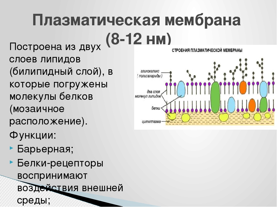 Особенности мембраны