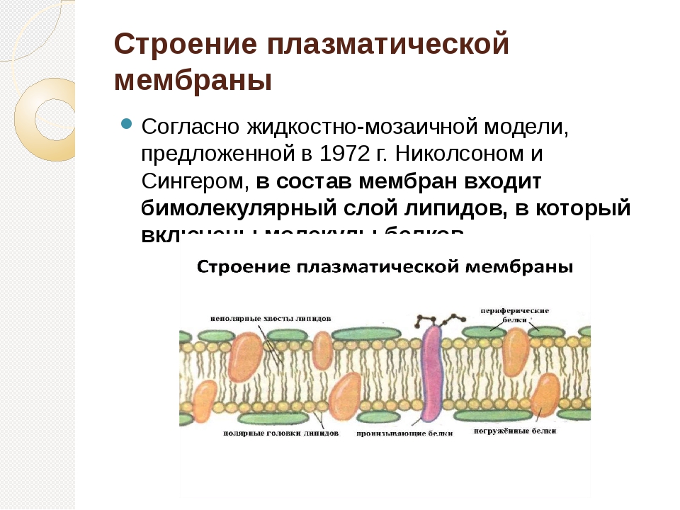 Состав плазматической мембраны. Жидкостно-мозаичная структура мембран. Модель мембраны Сингера Николсона. Жидкостно-мозаичная строения плазматической мембраны. Жидко мозаичная модель плазматической мембраны.