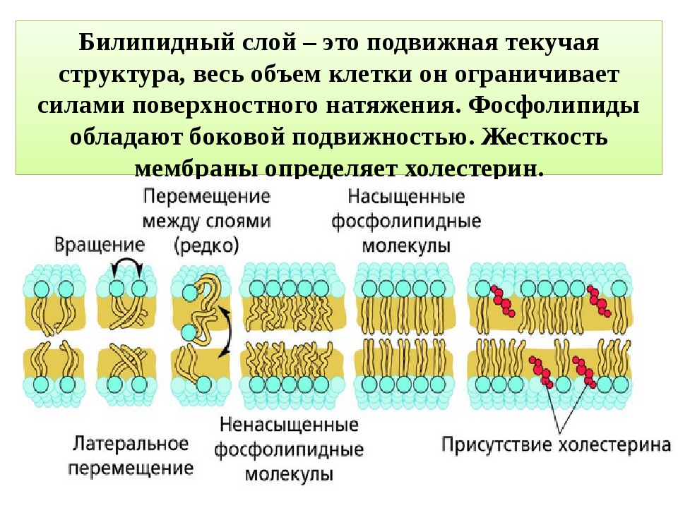 Имеют 1 мембрану. Плазматическая мембрана билипидный слой. Билипидный слой структура. Билипидный слой мембраны функции. Билипидный слой мембраны белки.