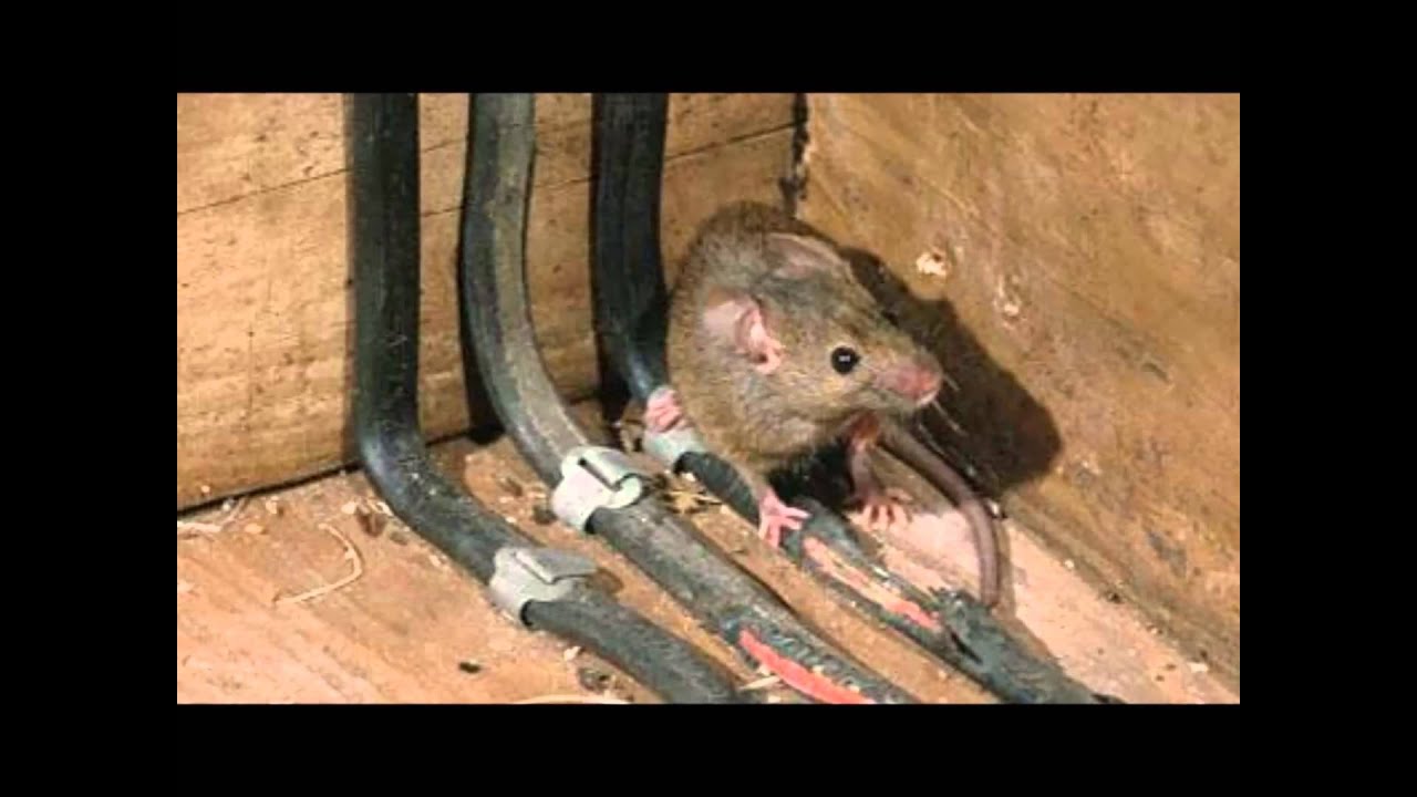 мышь с проводом. кабель от грызунов. мышь грызет. мышиная дверка. кабель от грызунов.