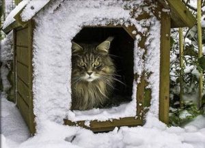 Будка для кошки