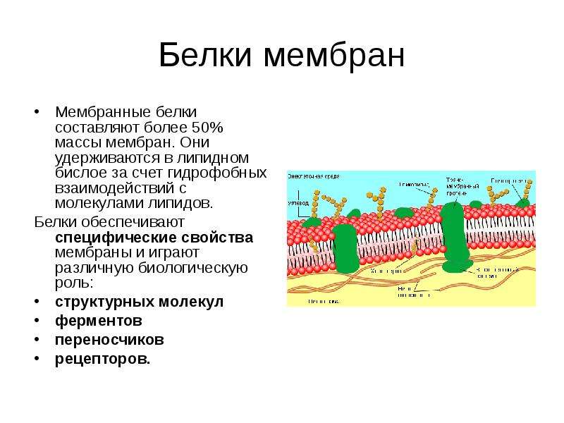 В состав мембраны входят. Классификация белков клеточной мембраны. Классификация мембранных белков. Белки клеточной мембраны классификация белков. Белки биологических мембран.