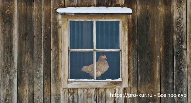 Как утеплить курятник на зиму своими руками. 